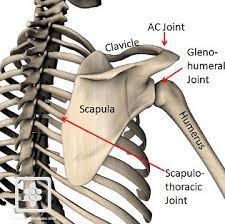 <p>false joint (muscle - muscle gliding)</p><p>up down rot, add/abduction, elev/dep</p><p>allows GH +ROM</p>