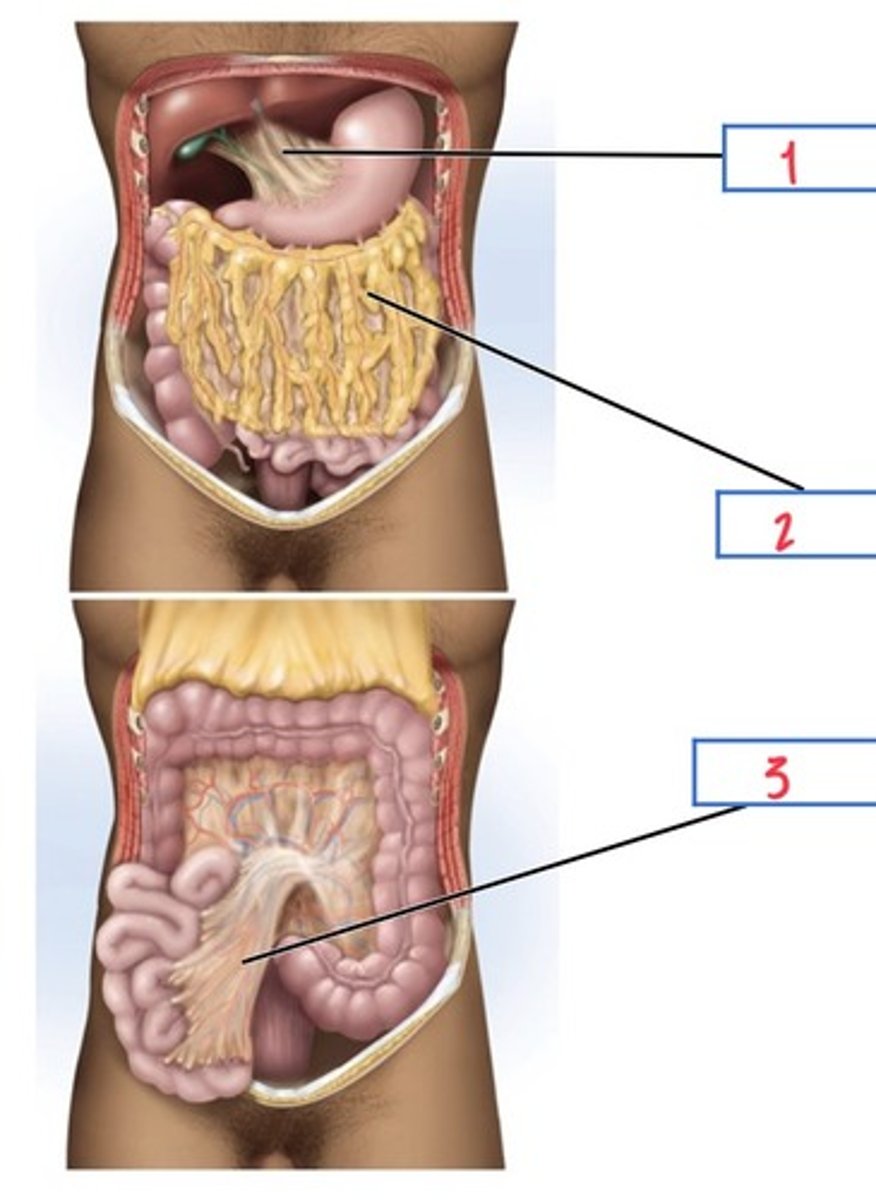 <p>What peritoneal fold of the digestive system is 3?</p>