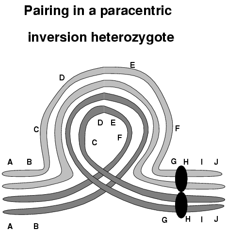 <p>An inversion that spans the centromere- the order of genes on a chromosome gets inversed</p><p>Can form an inversion loop= loop is required otherwise pairing cannot occur properly, phenotype of individual likely normal but pairing and segregation affected. </p><p>Offspring can have recombinant DNA </p>