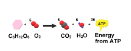 <p>name the process in the image</p>