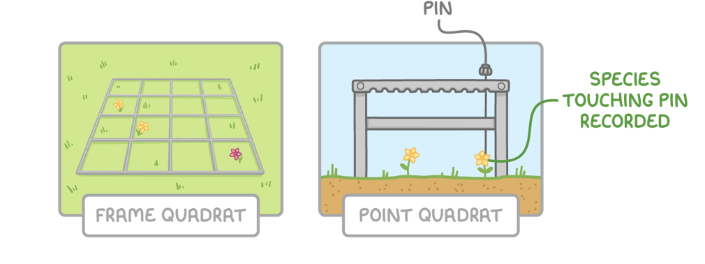 <p><span>A quadrat is a frame used to sample the organisms in an area. They are typically used to sample plants, or animals that don’t move around much (non-motile animals).</span></p><p><strong>There are two types of quadrat you can use:</strong></p><ol><li><p><strong>Frame quadrat&nbsp;- This is a square frame divided into a grid. The type and number of species within each section of the quadrat is recorded.</strong></p></li><li><p><strong>Point quadrat&nbsp;- This is a frame with a horizontal bar, through which pins are pushed at set intervals to touch the ground. Each species the pin touches is recorded.$</strong></p></li></ol><p></p>