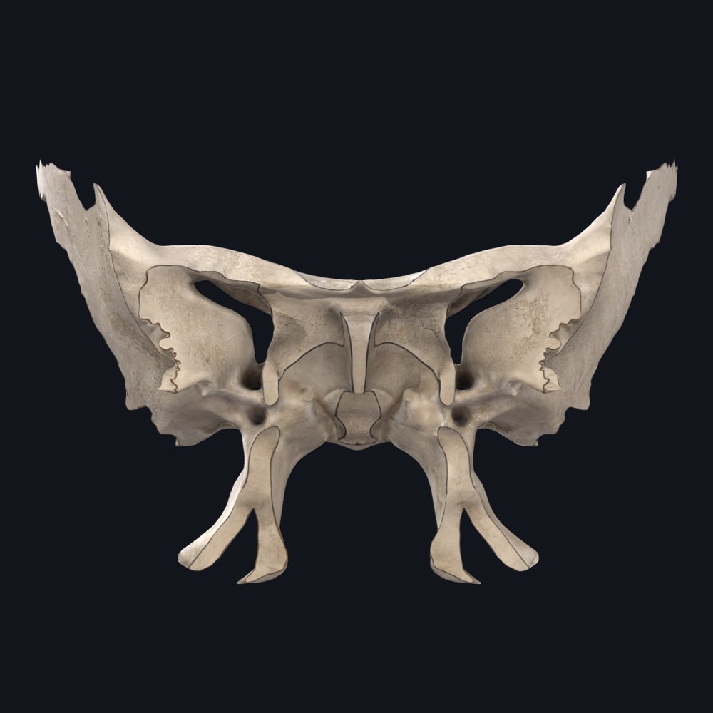 sphenoid bone 