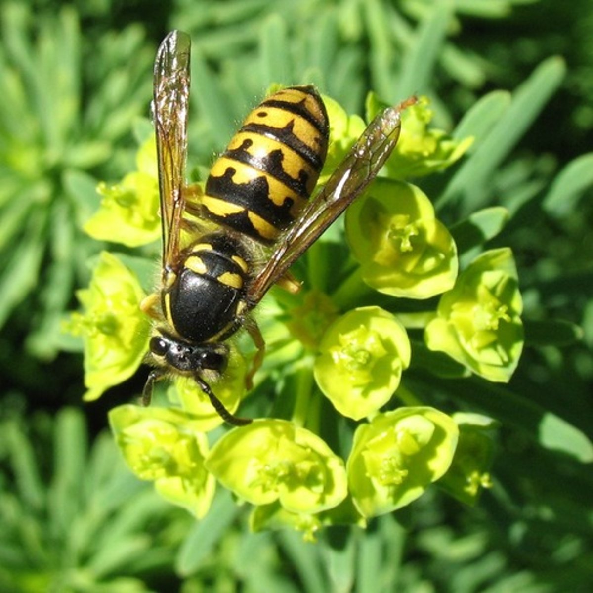 <p>Paper wasps, hornets, yellowjackets</p>