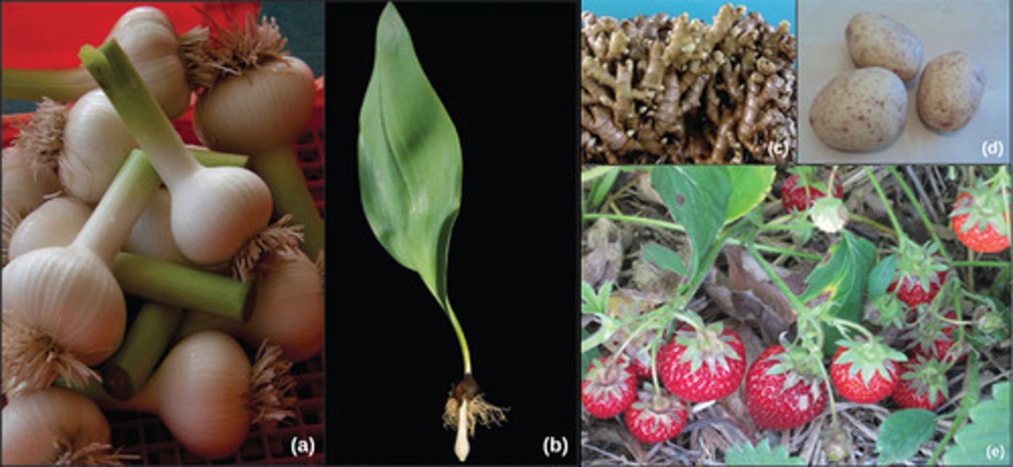 <p>asexual reproduction<br><br>(Note: leads to genetically<br>identical offspring)</p>