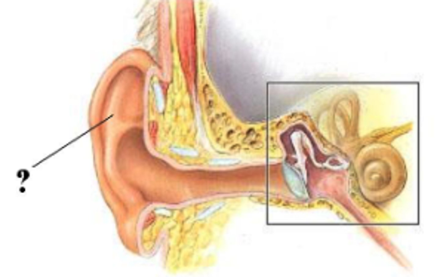 <p>auricle</p>