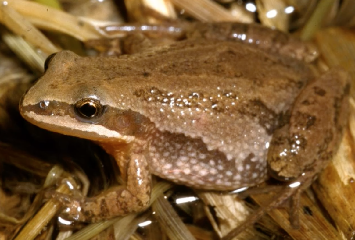 Boreal chorus frog
