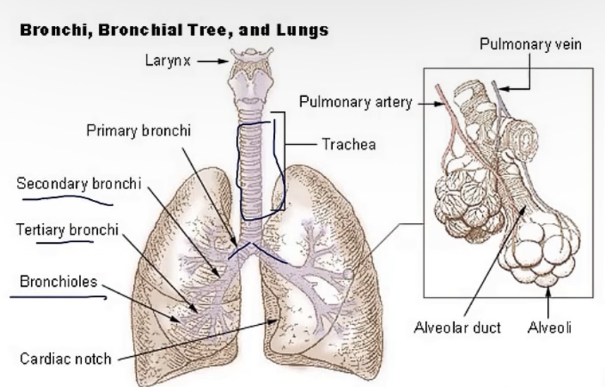 <p>-respiratory zone</p><p>-conducting zone</p><p>-conducting zone</p><p>-respiratory zone</p><p>-conducting zone</p><p>-smooth muscle; bronchidilation(to breathe better while running!); bronchocontriction</p>