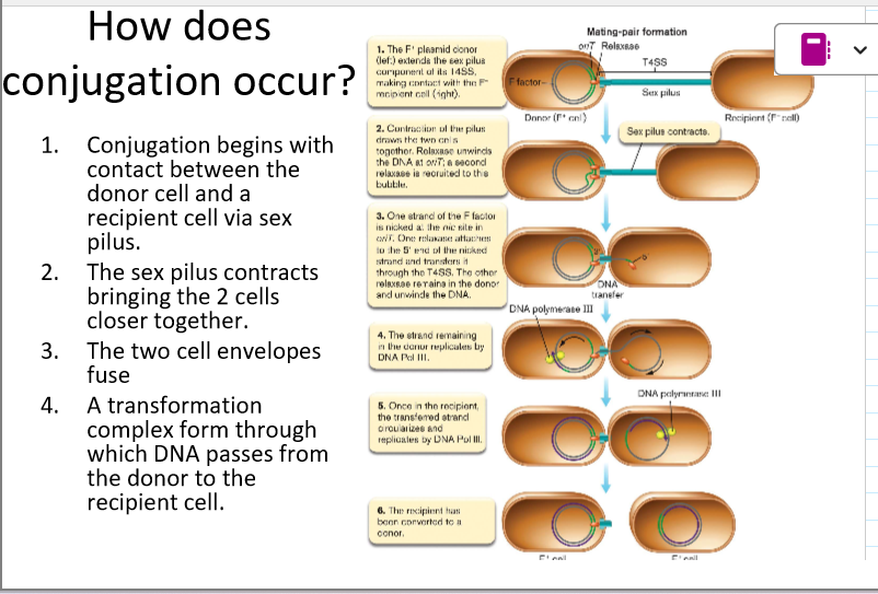 <p>form of unidirectional gene transfer from a donor to a recipient cell that requires cell to cell contact </p><ul><li><p>plasmid is usually transferred </p></li></ul>