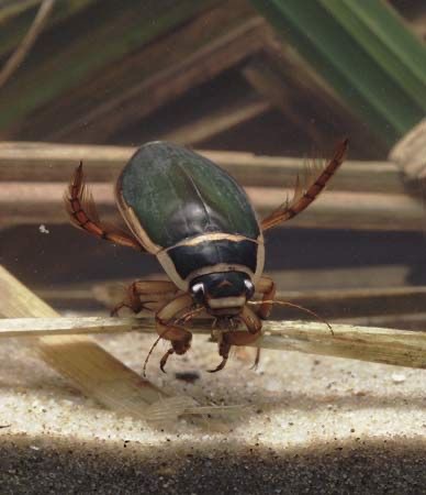 <p>Diving beetle</p>