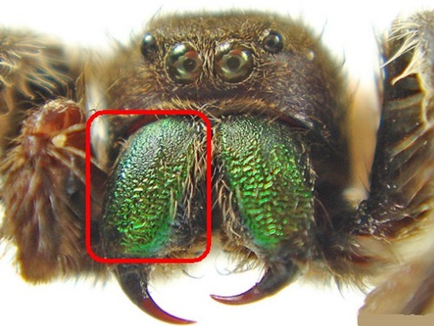 <p>manipulate food, inject venom</p>