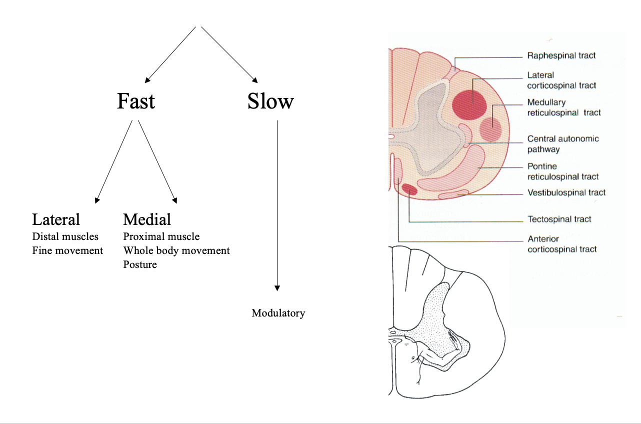 <ol><li><p>Medial</p><ul><li><p>Proximal muscle</p></li><li><p>whole body movements</p><ul><li><p>posture</p></li></ul></li></ul></li><li><p>Lateral</p><ul><li><p>Distal muscles</p></li><li><p>movements of extremities</p></li><li><p>Fine movements</p></li></ul></li></ol><p><em>note: proximal distal rule from L2</em></p><p></p>
