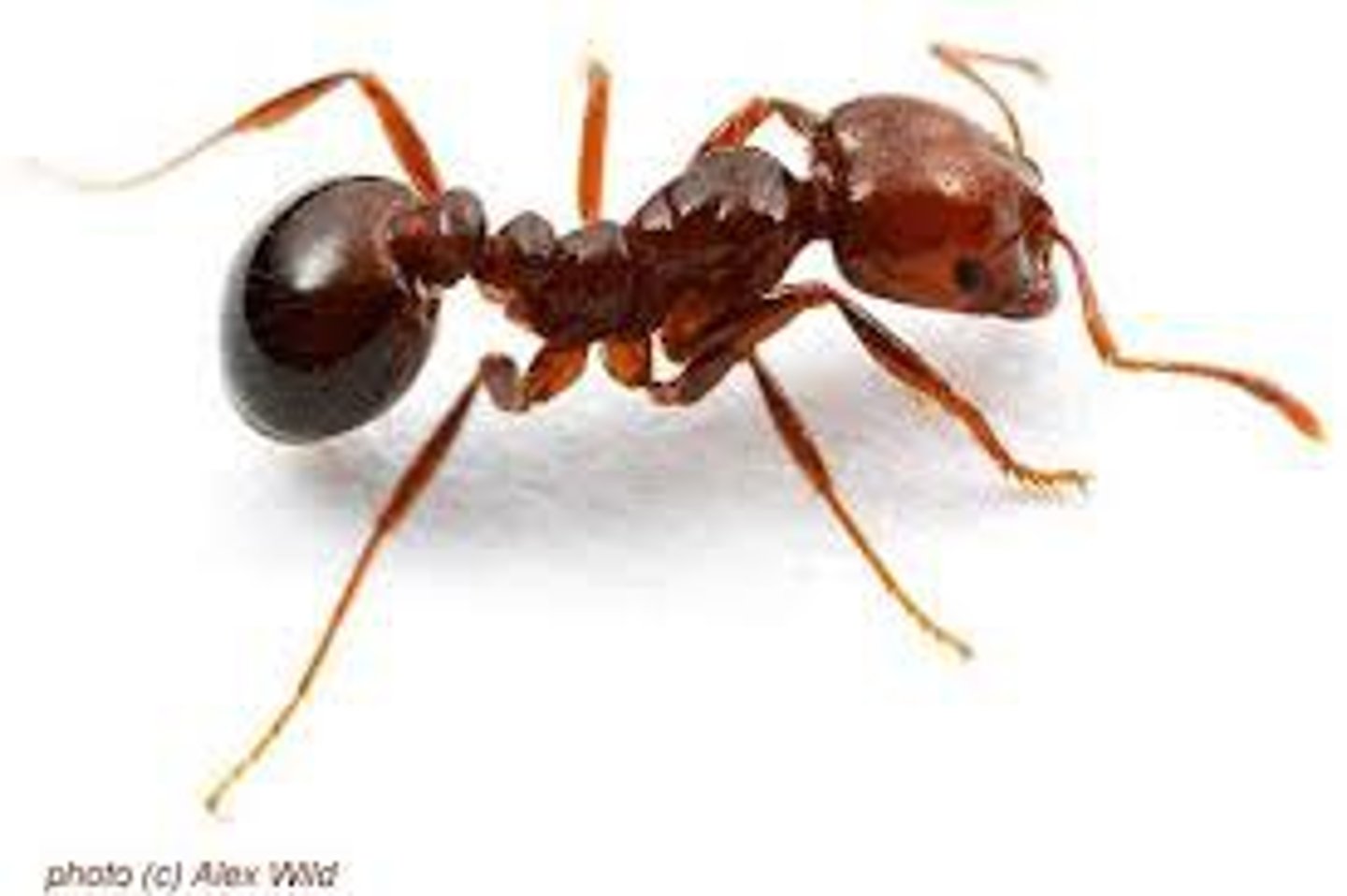 <p>small,black or red insect that lives in groups on the ground</p>