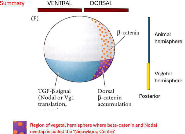 <ul><li><p><strong><u>VegT</u></strong> (vegetally localized) specifies endoderm and activates <strong><u>Nodal-related gene expression</u></strong> throughout the vegetal hemisphere.</p></li><li><p><strong>Cortical rotation</strong> (triggered by fertilisation) leads to the accumulation <strong>β-catenin</strong> on the future <strong>dorsal side</strong> of the embryo (specifically in the dorsal animal and dorsal vegetal regions). This dorsal accumulation is crucial for establishing the dorsal-ventral axis.</p></li><li><p>The <strong>Nieuwkoop Centre</strong> is a signalling region that forms in the <strong>dorsal-vegetal region</strong> of the embryo. It arises where <strong>high Nodal signaling</strong> (activated by VegT) and <strong>high β-catenin activity</strong> overlap. This combination results in the highest concentration of Nodal-related proteins.</p></li><li><p>The Nieuwkoop Centre acts as the <strong>primary organiser</strong> of the embryonic axis. Its main function is to <strong>induce the formation of the Spemann-Mangold Organizer</strong> in the overlying dorsal marginal zone.</p></li><li><p>The <strong>Spemann-Mangold Organiser</strong> is a critical signalling center in the dorsal marginal zone. It is induced by the high Nodal signaling and β-catenin activity originating from the Nieuwkoop Centre. The Organiser later patterns the future A-P and D-V axes and initiates gastrulation.</p></li><li><p>Cells with lower Nodal (ventral and lateral marginal zone) become ventral mesoderm.</p></li></ul><p></p>