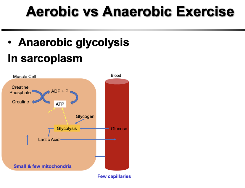<p><strong>Anaerobic glycolysis occurs in the sarcoplasm (cytosol)</strong><br>• Does <strong>not require oxygen</strong><br>• Uses <strong>glucose/glycogen</strong> to rapidly produce ATP<br>• Produces <strong>lactate (lactic acid)</strong><br>• Supported by <strong>few capillaries</strong> and <strong>small/few mitochondria</strong><br>• Primary energy system for <strong>Type II (fast-twitch)</strong> fibers during <strong>high-intensity, short-duration</strong> exercise</p>
