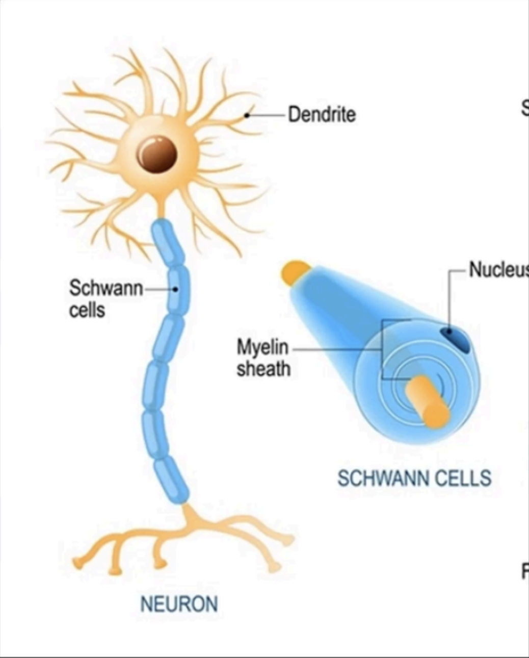 <p>Schwann Cells</p>