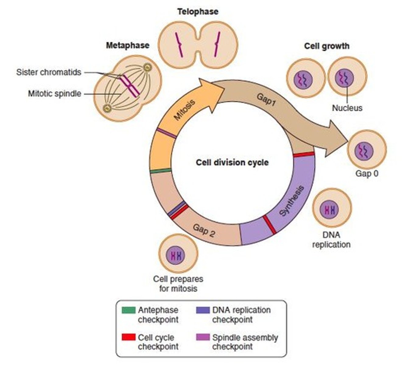 <p>Cells divide to produce more cells via mitosis.</p>