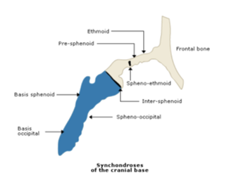 <p>outline the spheno-occipital synchondroses </p>