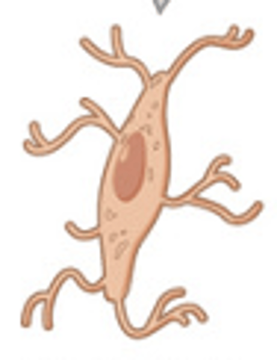 <p>mature bone cells, for maintenance of bone matrix. play an active role in releasing calcium into blood</p>