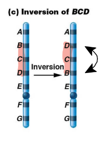 type of chromosomal aberration in which chromosomal segment is turned around 180deg