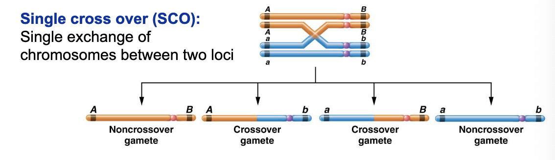 <p>single exchange of chromosomes between two loci</p>