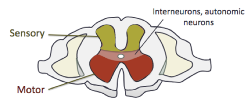 -the ventral part of the "H" of gray matter 
-where motor information leaves the spinal cord 
-mainly contains motor neurons
