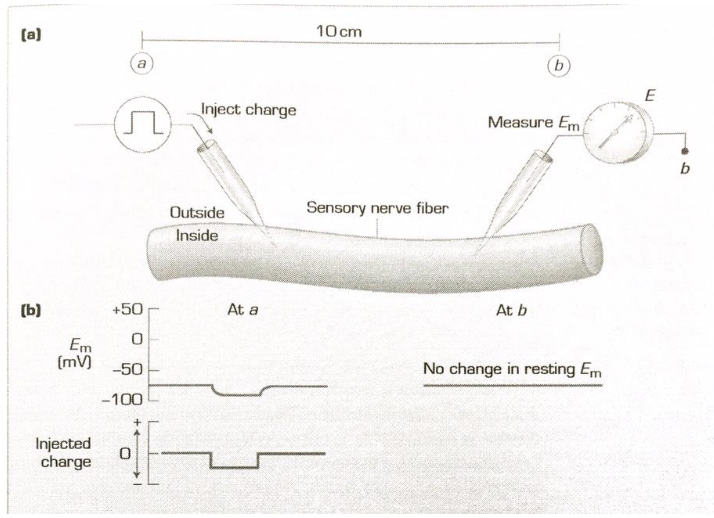 <ul><li><p>Two probes are used:</p><ul><li><p>One injects current &amp; measures Vm</p></li><li><p>The other measures Vm at a distance</p></li></ul></li><li><p>Injecting <strong>negative current</strong> makes inside more negative → <strong>hyperpolarization</strong> at point A</p></li><li><p>Removing negative current makes current leak out the cell → returns to resting membrane potential</p></li><li><p>This shows that neurons respond to changes in <strong>ionic current</strong> by changing their <strong>membrane potential (Vm)</strong></p></li></ul><p></p>
