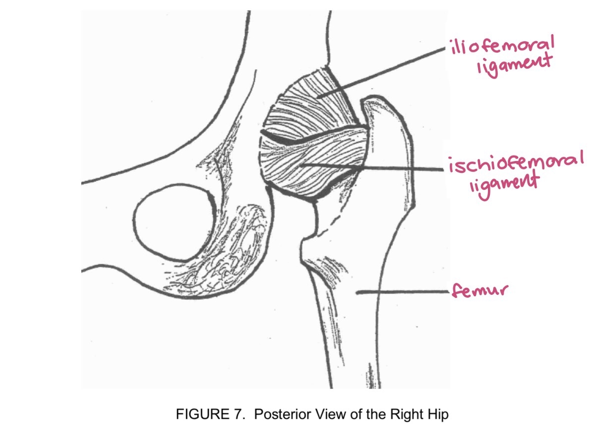 <p>pubo near pubis</p><p>ilio ilium</p><p>ischio ischium</p>