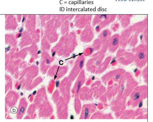 <p>A rich <strong>capillary network</strong> to supply oxygen and nutrients.</p>