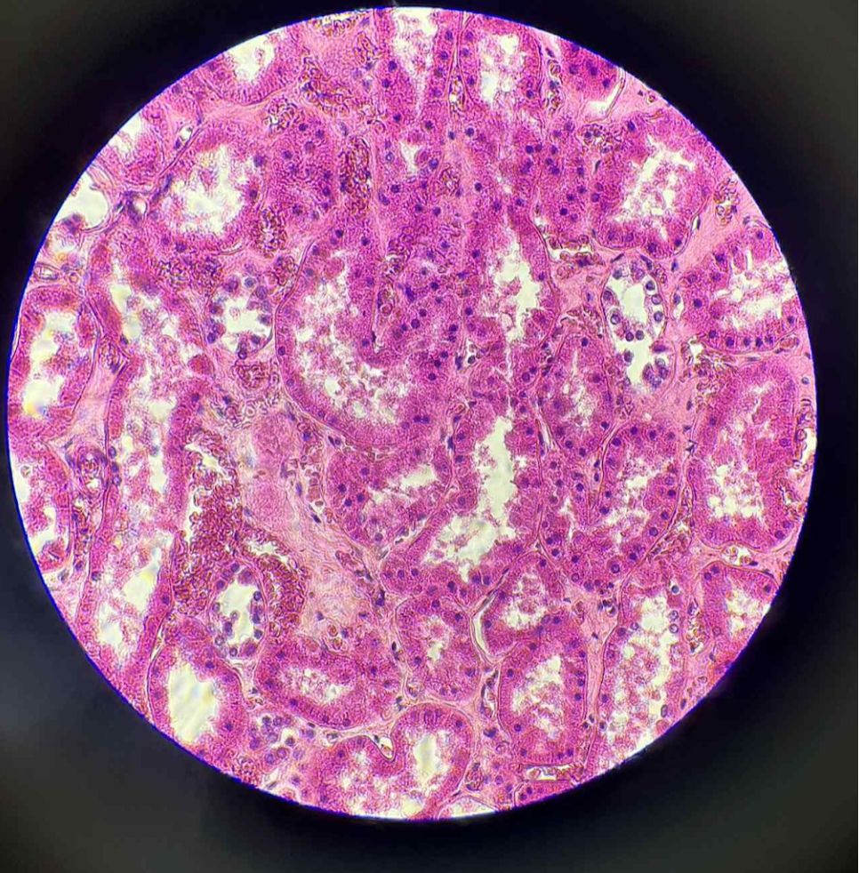 <p>What tissue is this?</p>