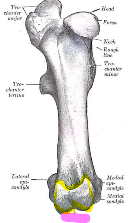<p>Uses patellar ligament to lock stifle</p>
