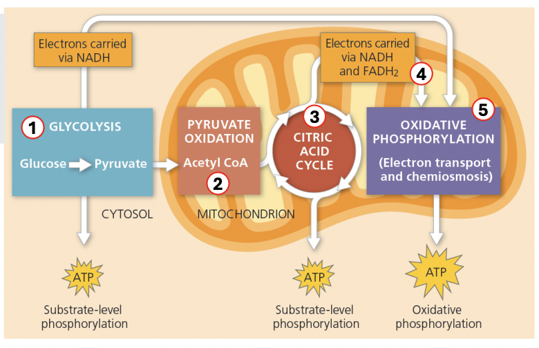 <p><strong>respiration</strong></p>