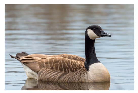 <p><span><span>Long neck and large head</span></span></p>