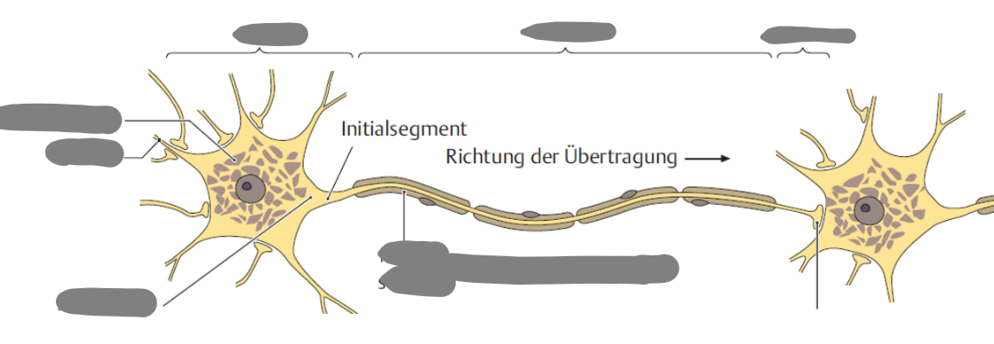 Aufbau eines Neurons