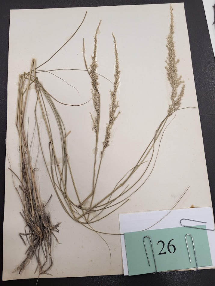 Longevity: Perennial

Season of Growth: Warm

Origin: Native

Economic Value

Wildlife: Poor

Grazing: Fair