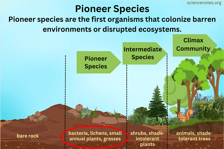 <p><span style="background-color: transparent;"><span>first species to locate to the area</span></span></p><ul><li><p><span style="background-color: transparent;"><span>Typically have wide range of tolerance</span></span></p></li><li><p><span style="background-color: transparent;"><span>Lichens, algae, moss </span></span></p></li><li><p><span style="background-color: transparent;"><span>Break down rock</span></span></p></li><li><p><span style="background-color: transparent;"><span>Begin soil formation</span></span></p></li></ul><p></p>