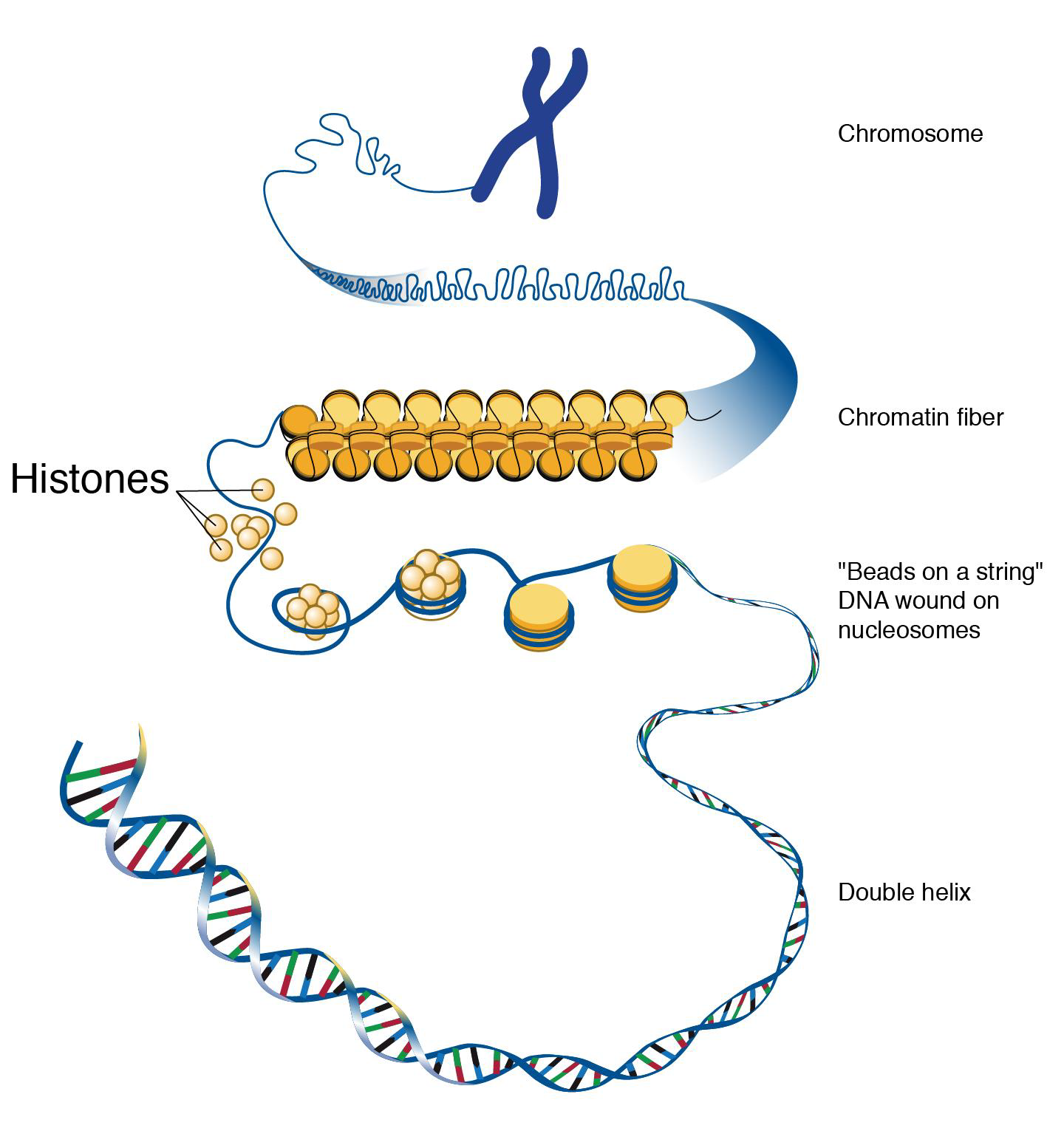 <p>•Histones – proteins that help compact DNA into chromosomes</p><p>•Must unwrap the DNA for gene expression to occur</p><p>•Can have one of several tags added that affect packing (and thus expression).</p><p>•The looser the packing, the higher the expression</p>
