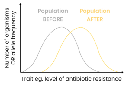 <ul><li><p>organisms with alleles coding for one extreme variation of a trait have a selective advantage (e.g. bacteria with high resistance to an antibiotic) - quote range and show on graph if data is continuous</p></li><li><p>so frequency of alleles coding for this extreme variation of the trait increases and those coding for the other extreme variation of the trait decrease</p></li></ul><p></p>