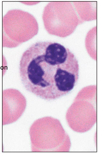 <p>name this cell</p>