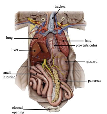 <p>completion of food digestion; absorption of nutrients from digestion</p>