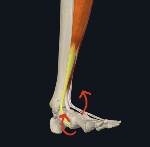 <p>Action: tibialis antertior</p>