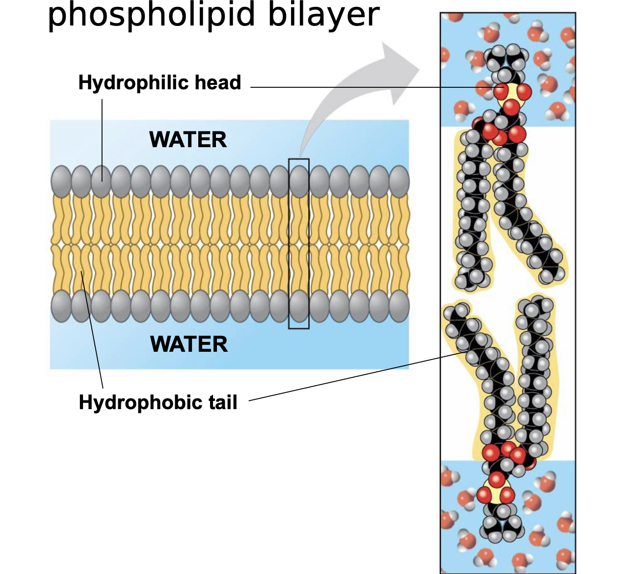 Phospholipids are the most abundant lipid in the plasma membrane \n Phospholipids are amphipathic molecules, containing hydrophobic and hydrophilic regions \n A phospholipid bilayer can exist as a stable boundary between two aqueous compartments \n Biological membranes exhibit selective permeability, allowing some substances to cross more easily than others