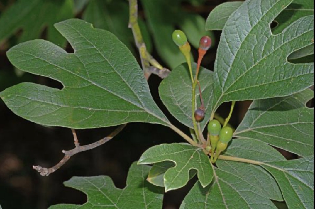 <p>sassafras</p>