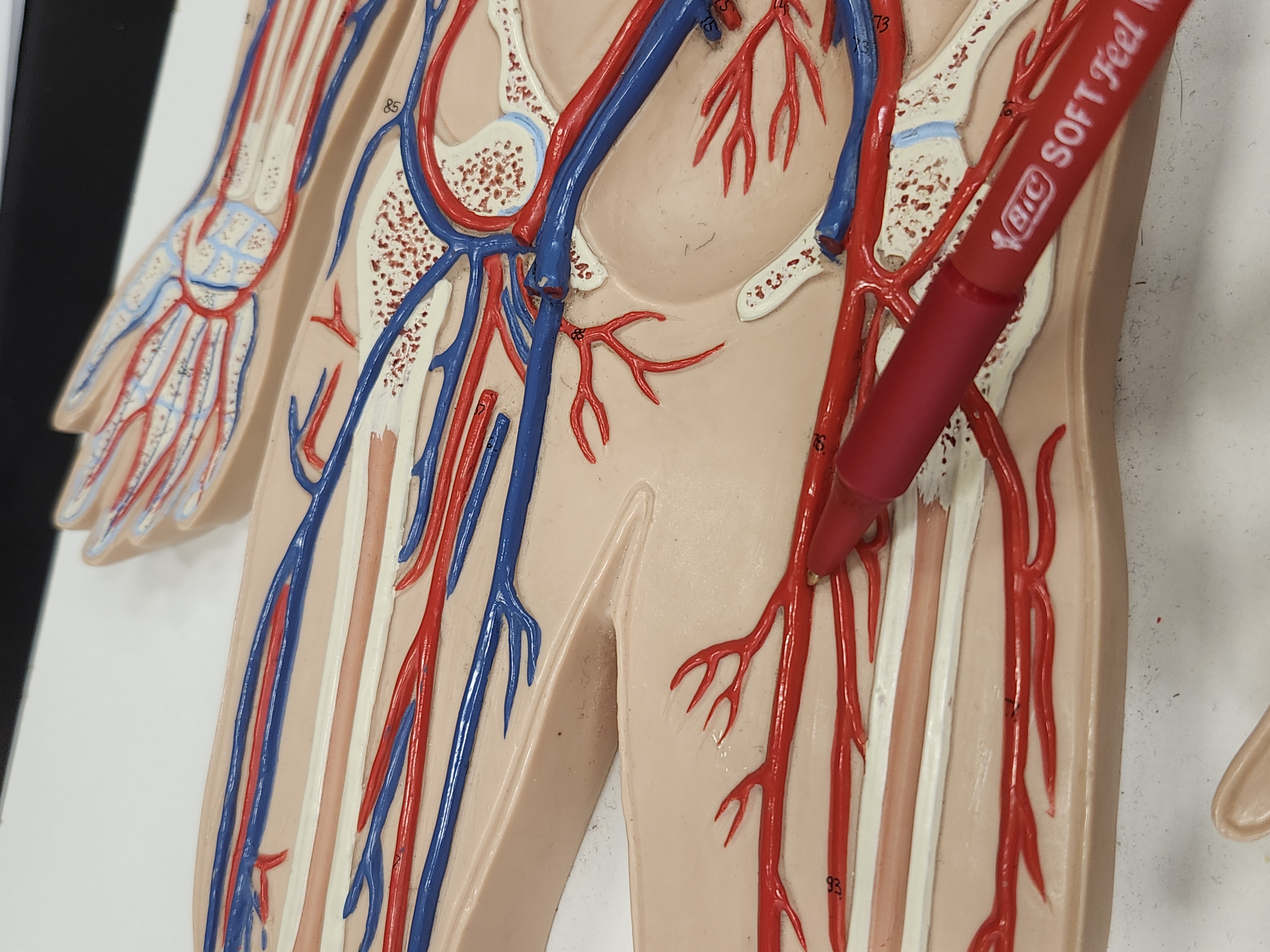 knowt flashcard image