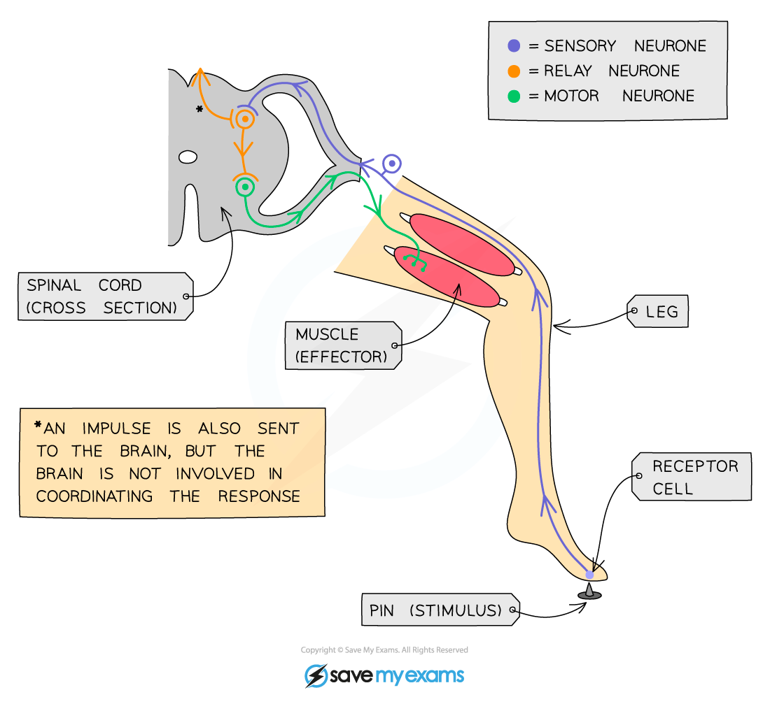 <p>An automatic, rapid response to stimuli involving effectors</p>