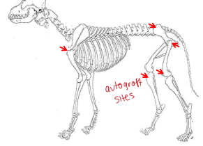 <p><span style="background-color: transparent;"><strong>Bone Graft Procedure</strong></span></p>