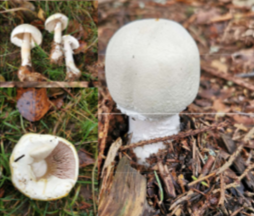 <p>Habitat: Ängs- och skogsmark beroende på art. </p><p>Övrigt: Nedbrytare. </p><p>Skivling. </p><p>Förväxlas ibland med giftiga flugsvampar. </p>