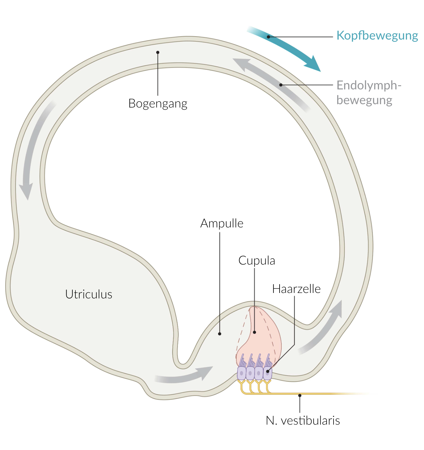<p>A. Cupula and endolymph have the same density.</p>
