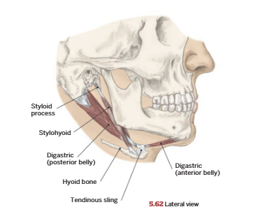 <p>Digastric</p>