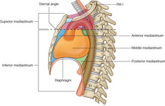 structure separating the right and left thoracic cavities

space between the lungs