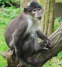 <p>what type of monkey is this?</p>